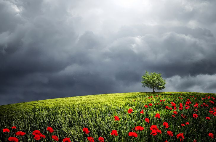 Remembrance Sunday 2020 – A poem by our Poetic Optician