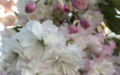 Bank Holiday Opening Hours 28th May 2018